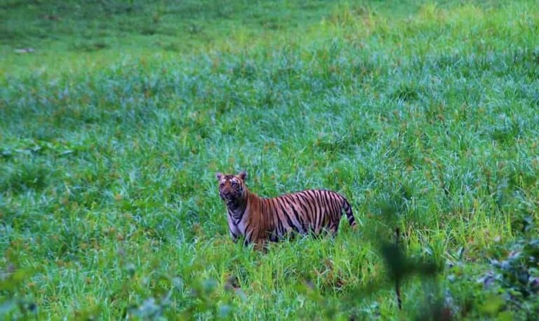 20 Best Tiger Reserves In India