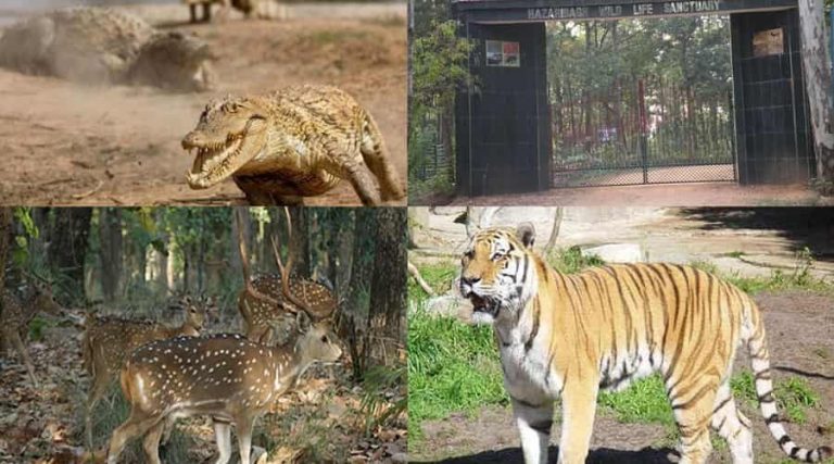 Hazaribagh Wildlife Sanctuary, Jharkhand - A Detailed Travel Guide 2020